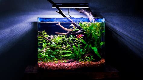 Montando un acuario BÁSICO para un pez BETTA (FÁCIL).